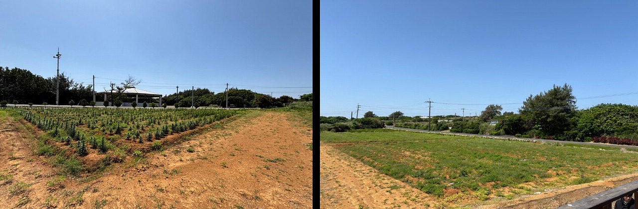 笠石ゆり園（現在）
